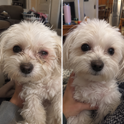 Velorae Advanced Eye Hygiene Solution | Gentle Cleansing Drops for Dogs & Cats