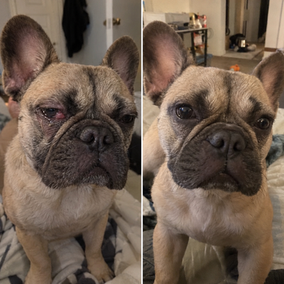 Velorae Advanced Eye Hygiene Solution | Gentle Cleansing Drops for Dogs & Cats