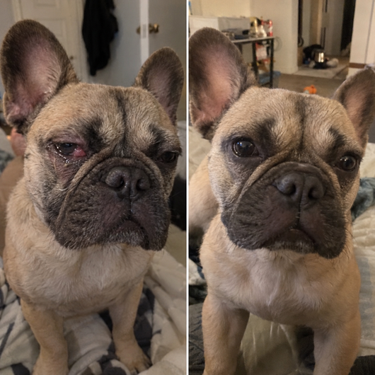 Velorae Advanced Eye Hygiene Solution | Gentle Cleansing Drops for Dogs & Cats